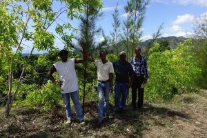 Semaine bas carbone : Foodette s’engage pour la reforestation en Haïti